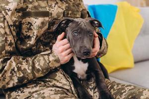 A Ukrainian soldier in military uniform is sitting on a sofa with his faithful friend, an Amstaff dog, on the background yellow and blue flag. photo