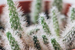 Dwarf cactus with thorns on close-up photo