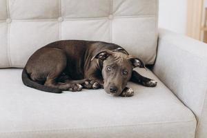 Amstaff puppy dog lying on a gray sofa at home. photo