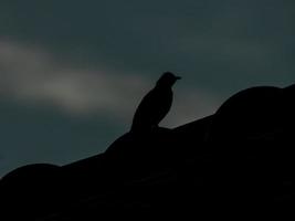 bird stand on the roof at night photo