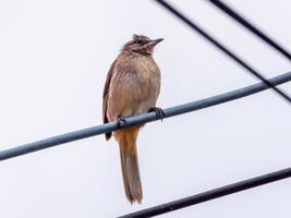 Streak-eared Bulbul perched on wire photo