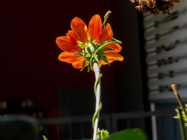 Mexican sunflower blooming in the garden photo