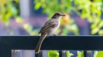 bulbul de orejas rayadas parado en la cerca foto