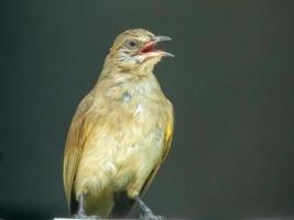 bulbul de orejas rayadas parado en la cerca foto