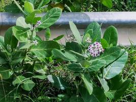 Giant Indian Milkweed blooming in the garden photo