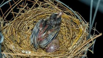 baby bird in the nest photo