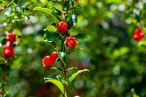 pomegranate on the tree in the garden photo