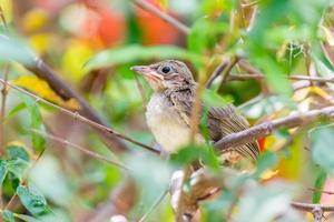 Streak eared Bulbul in the garden photo