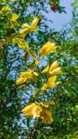 Petreovitex bambusetorum blooming in the garden photo