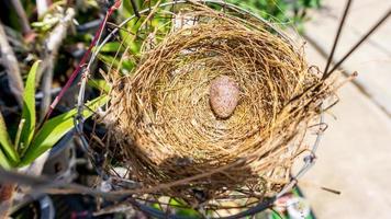 huevos de bulbul con ventilación roja en el nido antes de eclosionar en un comedero para pájaros domésticos foto