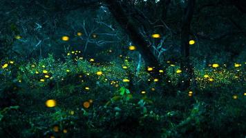 Firefly flying in the forest. Fireflies in the bush at night at Prachinburi, Thailand. Bokeh light of firefly flying in forest night time. Long exposure photos at night have noise, selective focus.