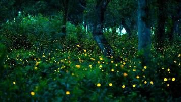 Firefly flying in the forest. Fireflies in the bush at night at Prachinburi, Thailand. Bokeh light of firefly flying in forest night time. Long exposure photos at night have noise, selective focus.