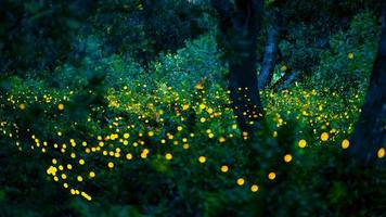 Firefly flying in the forest. Fireflies in the bush at night at Prachinburi, Thailand. Bokeh light of firefly flying in forest night time. Long exposure photos at night have noise, selective focus.