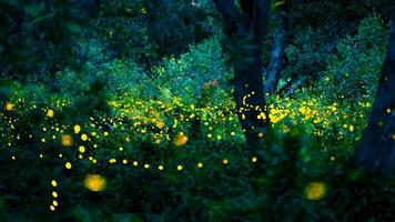 Firefly flying in the forest. Fireflies in the bush at night at Prachinburi, Thailand. Bokeh light of firefly flying in forest night time. Long exposure photos at night have noise, selective focus.