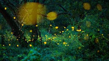 Firefly flying in the forest. Fireflies in the bush at night in Prachinburi Thailand. Long exposure photo. photo