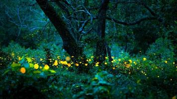 Firefly flying in the forest. Fireflies in the bush at night at Prachinburi, Thailand. Bokeh light of firefly flying in forest night time. Long exposure photos at night have noise, selective focus.