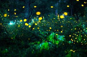 Firefly flying in the forest. Fireflies in the bush at night at Prachinburi, Thailand. Bokeh light of firefly flying in forest night time. Long exposure photos at night have noise, selective focus.