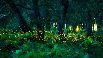 Firefly flying in the forest. Fireflies in the bush at night at Prachinburi, Thailand. Bokeh light of firefly flying in forest night time. Long exposure photos at night have noise, selective focus.