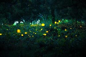 Firefly flying in the forest. Fireflies in the bush at night at Prachinburi, Thailand. Bokeh light of firefly flying in forest night time. Long exposure photos at night have noise, selective focus.