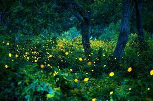 Firefly flying in the forest. Fireflies in the bush at night at Prachinburi, Thailand. Bokeh light of firefly flying in forest night time. Long exposure photos at night have noise, selective focus.