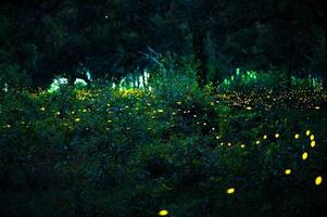 Firefly flying in the forest. Fireflies in the bush at night at Prachinburi, Thailand. Bokeh light of firefly flying in forest night time. Long exposure photos at night have noise, selective focus.