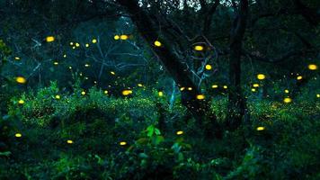 luciérnaga volando en el bosque. luciérnagas en el monte por la noche en prachinburi, tailandia. luz bokeh de luciérnaga volando en la noche del bosque. las fotos de larga exposición por la noche tienen ruido, enfoque selectivo.