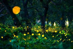 Firefly flying in the forest. Fireflies in the bush at night at Prachinburi, Thailand. Bokeh light of firefly flying in forest night time. Long exposure photos at night have noise, selective focus.