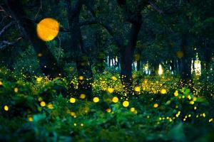 luciérnaga volando en el bosque. luciérnagas en el monte por la noche en prachinburi, tailandia. luz bokeh de luciérnaga volando en la noche del bosque. las fotos de larga exposición por la noche tienen ruido, enfoque selectivo.