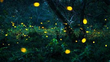 luciérnaga volando en el bosque. luciérnagas en el monte por la noche en prachinburi, tailandia. luz bokeh de luciérnaga volando en la noche del bosque. las fotos de larga exposición por la noche tienen ruido, enfoque selectivo.