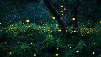 luciérnaga volando en el bosque. luciérnagas en el monte por la noche en prachinburi, tailandia. luz bokeh de luciérnaga volando en la noche del bosque. las fotos de larga exposición por la noche tienen ruido, enfoque selectivo.