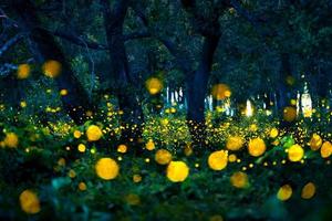 Firefly flying in the forest. Fireflies in the bush at night at Prachinburi, Thailand. Bokeh light of firefly flying in forest night time. Long exposure photos at night have noise, selective focus.