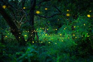 Firefly flying in the forest. Fireflies in the bush at night at Prachinburi, Thailand. Bokeh light of firefly flying in forest night time. Long exposure photos at night have noise, selective focus.