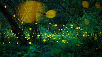 Firefly flying in the forest. Fireflies in the bush at night at Prachinburi, Thailand. Bokeh light of firefly flying in forest night time. Long exposure photos at night have noise, selective focus.