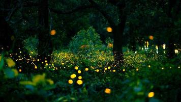 luciérnaga volando en el bosque. luciérnagas en el monte por la noche en prachinburi, tailandia. luz bokeh de luciérnaga volando en la noche del bosque. las fotos de larga exposición por la noche tienen ruido, enfoque selectivo.