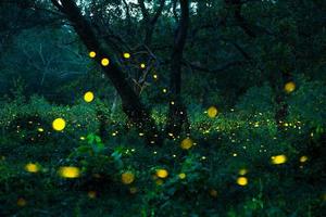 Firefly flying in the forest. Fireflies in the bush at night at Prachinburi, Thailand. Bokeh light of firefly flying in forest night time. Long exposure photos at night have noise, selective focus.