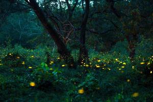 Firefly flying in the forest. Fireflies in the bush at night at Prachinburi, Thailand. Bokeh light of firefly flying in forest night time. Long exposure photos at night have noise, selective focus.