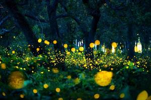 Firefly flying in the forest. Fireflies in the bush at night at Prachinburi, Thailand. Bokeh light of firefly flying in forest night time. Long exposure photos at night have noise, selective focus.