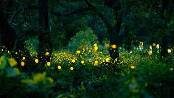 luciérnaga volando en el bosque. luciérnagas en el monte por la noche en prachinburi, tailandia. luz bokeh de luciérnaga volando en la noche del bosque. las fotos de larga exposición por la noche tienen ruido, enfoque selectivo.