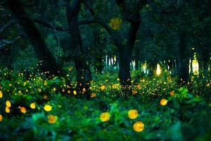 Firefly flying in the forest. Fireflies in the bush at night at Prachinburi, Thailand. Bokeh light of firefly flying in forest night time. Long exposure photos at night have noise, selective focus.