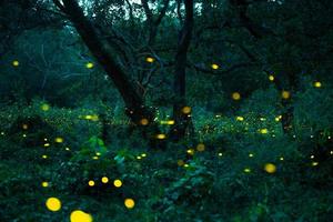 Firefly flying in the forest. Fireflies in the bush at night at Prachinburi, Thailand. Bokeh light of firefly flying in forest night time. Long exposure photos at night have noise, selective focus.