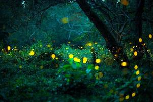 Firefly flying in the forest. Fireflies in the bush at night at Prachinburi, Thailand. Bokeh light of firefly flying in forest night time. Long exposure photos at night have noise, selective focus.