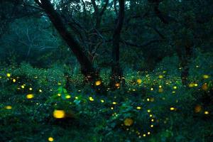 Firefly flying in the forest. Fireflies in the bush at night at Prachinburi, Thailand. Bokeh light of firefly flying in forest night time. Long exposure photos at night have noise, selective focus.