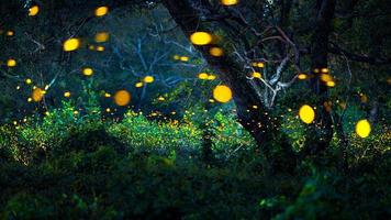 luciérnaga volando en el bosque. luciérnagas en el monte por la noche en prachinburi, tailandia. luz bokeh de luciérnaga volando en la noche del bosque. las fotos de larga exposición por la noche tienen ruido, enfoque selectivo.