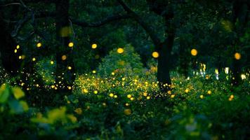 Firefly flying in the forest. Fireflies in the bush at night at Prachinburi, Thailand. Bokeh light of firefly flying in forest night time. Long exposure photos at night have noise, selective focus.