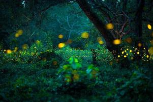 Firefly flying in the forest. Fireflies in the bush at night at Prachinburi, Thailand. Bokeh light of firefly flying in forest night time. Long exposure photos at night have noise, selective focus.