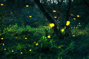 Firefly flying in the forest. Fireflies in the bush at night at Prachinburi, Thailand. Bokeh light of firefly flying in forest night time. Long exposure photos at night have noise, selective focus.