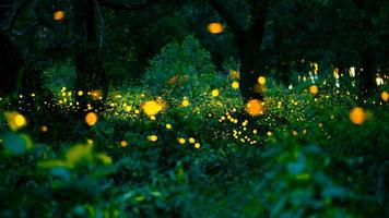 Firefly flying in the forest. Fireflies in the bush at night at Prachinburi, Thailand. Bokeh light of firefly flying in forest night time. Long exposure photos at night have noise, selective focus.