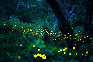 Firefly flying in the forest. Fireflies in the bush at night at Prachinburi, Thailand. Bokeh light of firefly flying in forest night time. Long exposure photos at night have noise, selective focus.