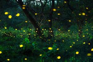 Firefly flying in the forest. Fireflies in the bush at night at Prachinburi, Thailand. Bokeh light of firefly flying in forest night time. Long exposure photos at night have noise, selective focus.