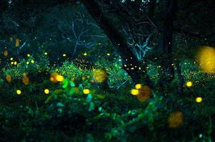 Firefly flying in the forest. Fireflies in the bush at night at Prachinburi, Thailand. Bokeh light of firefly flying in forest night time. Long exposure photos at night have noise, selective focus.